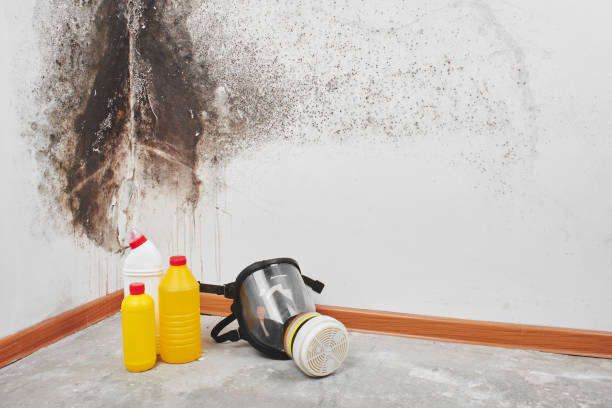 Best White Mold Remediation in Roseburg, OR