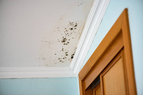 Best Residential Mold Remediation in Roseburg, OR