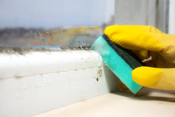 Best DIY Mold Remediation Support Services in Roseburg, OR