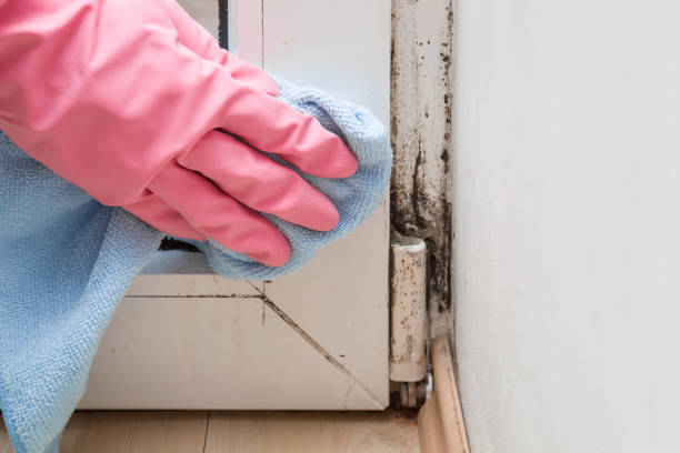 Best Bathroom Mold Remediation in Roseburg, OR