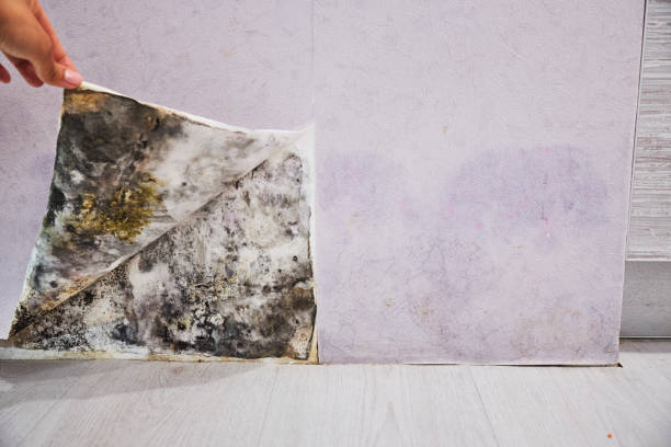 Best Residential Mold Remediation in Roseburg, OR